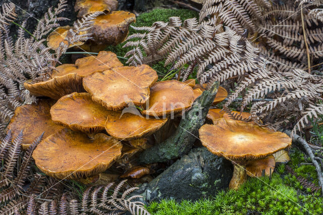 Giant Flame Cap (Gymnopilus junonius)