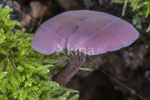 Amethyst Deceiver (Laccaria amethystina)