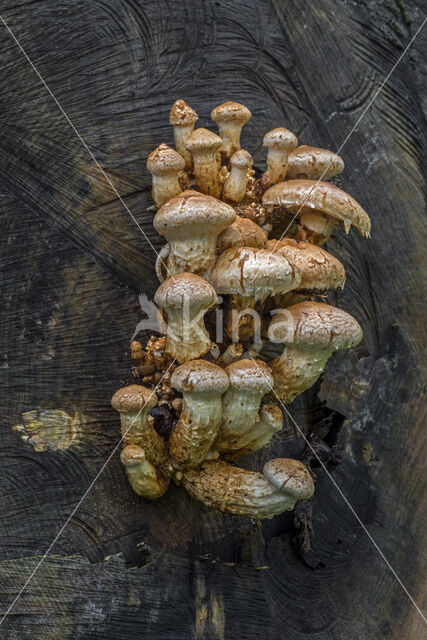 Wollige bundelzwam (Pholiota populnea)