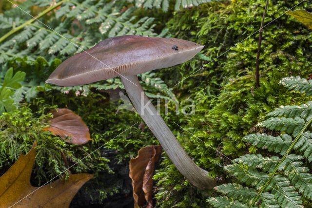 deer mushroom (Pluteus cervinus)