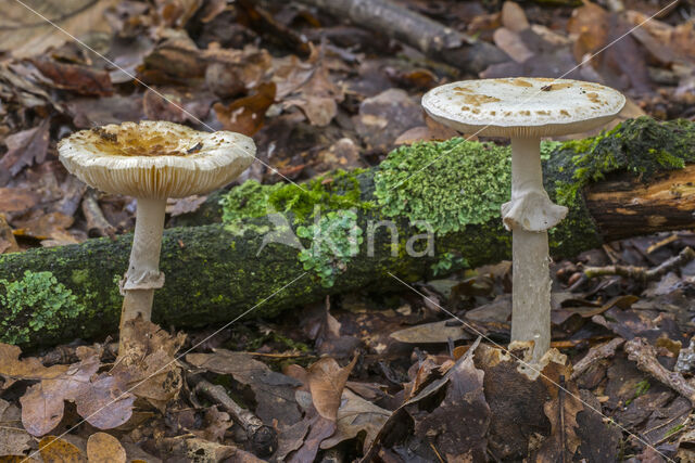 Gele knolamaniet (Amanita citrina)