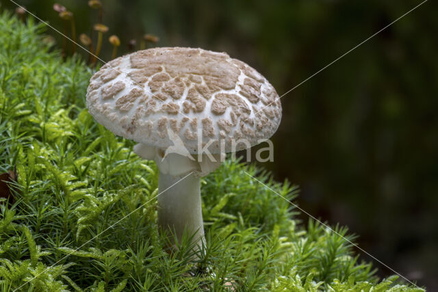 false death cap (Amanita citrina)