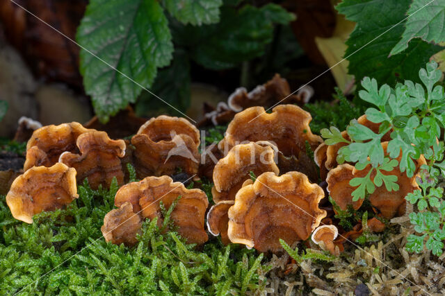 Hairy curtain crust (Stereum hirsutum)