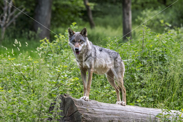 Europese wolf (Canis lupus lupus)