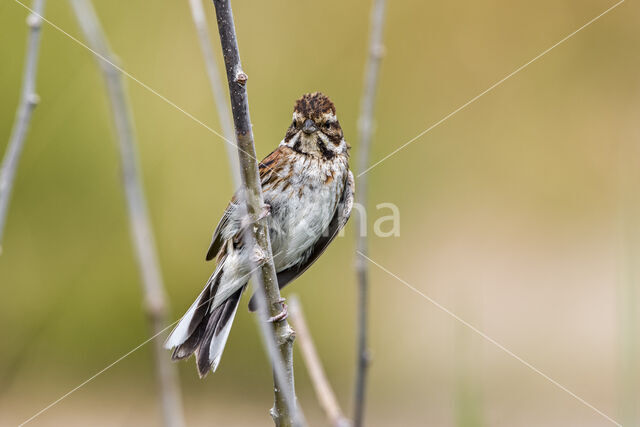 Rietgors (Emberiza schoeniclus)