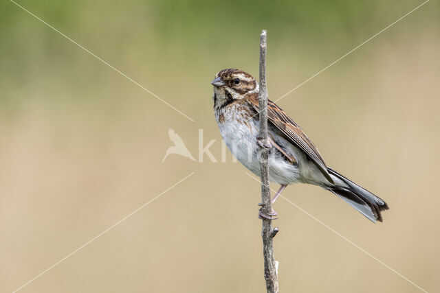 Rietgors (Emberiza schoeniclus)