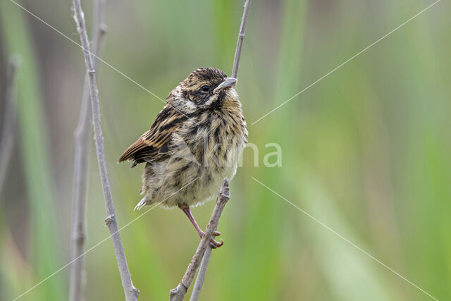 Rietgors (Emberiza schoeniclus)