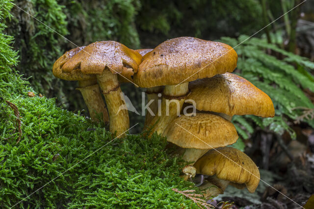 Giant Flame Cap (Gymnopilus junonius)