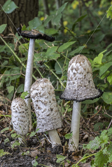 Shaggy Inkcap (Coprinus comatus)