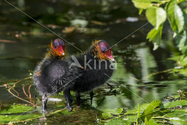 Meerkoet (Fulica atra)