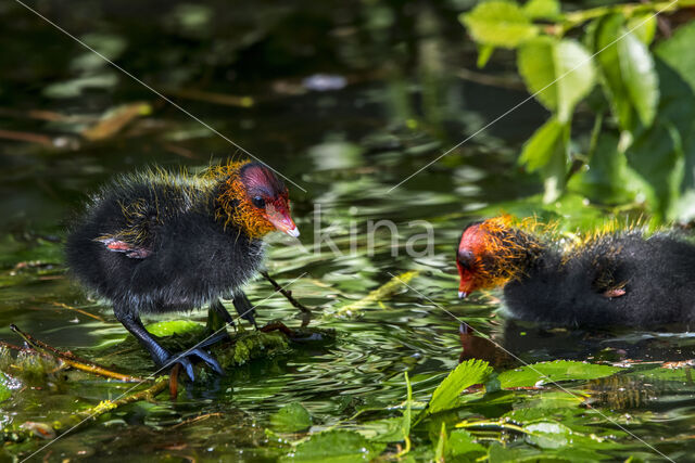 Common Coot (Fulica atra)