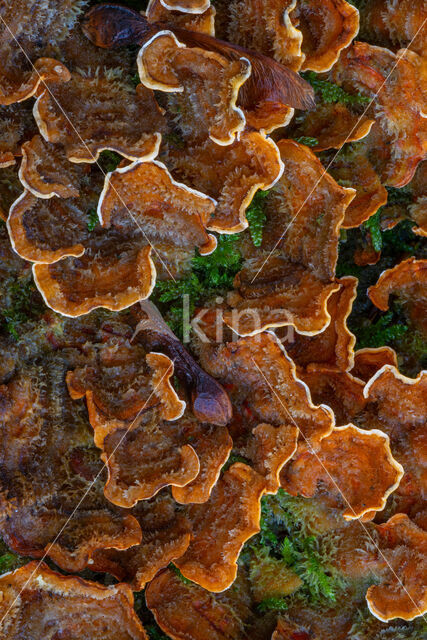 Hairy curtain crust (Stereum hirsutum)