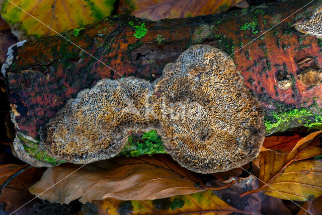 Wijdporiekurkzwam (Datronia mollis)