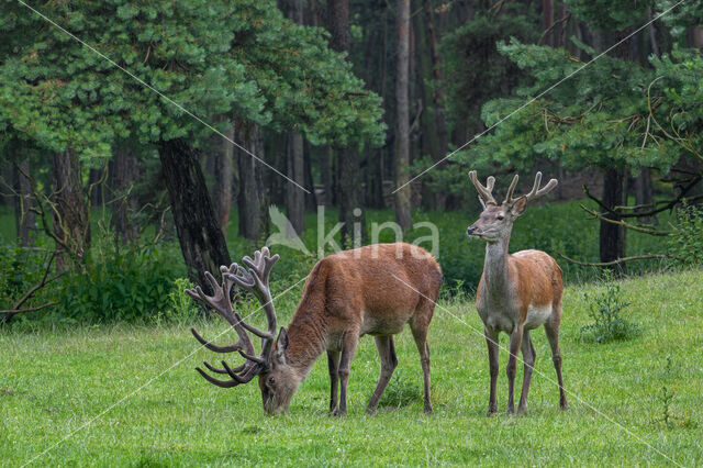 Red Deer (Cervus elaphus)