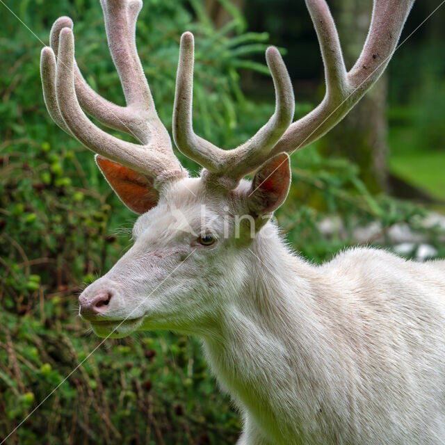 Red Deer (Cervus elaphus)