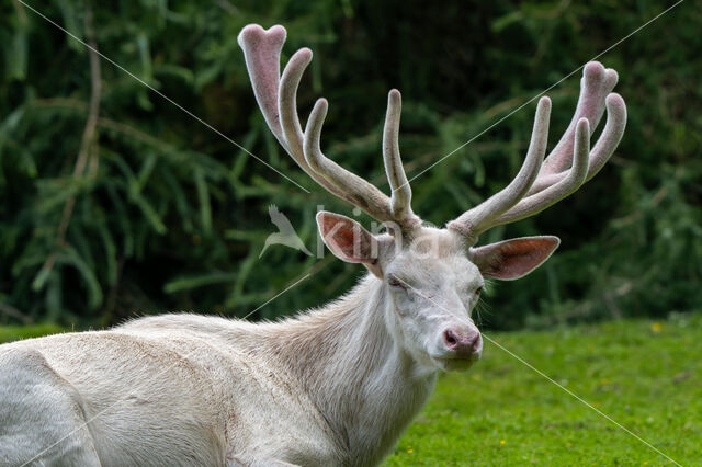 Red Deer (Cervus elaphus)