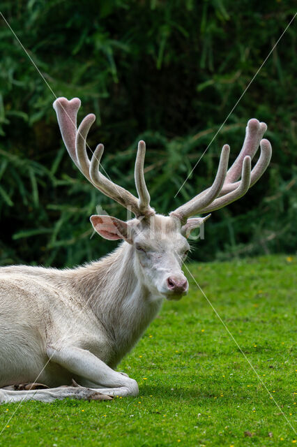 Red Deer (Cervus elaphus)