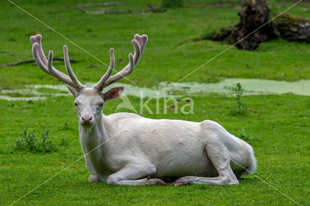 Red Deer (Cervus elaphus)