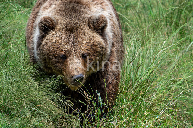 Brown Bear (Ursus arctos arctos)