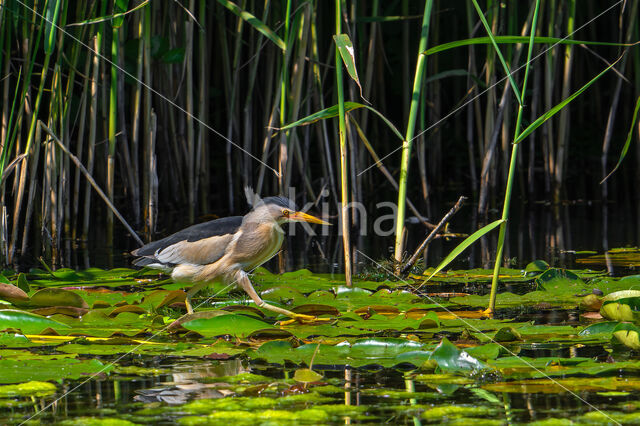 Little Bittern (Ixobrychus minutus)