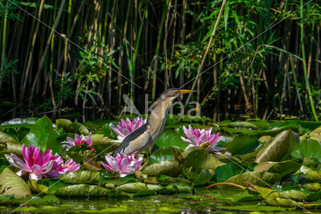 Little Bittern (Ixobrychus minutus)