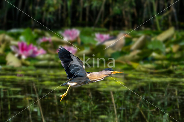 Little Bittern (Ixobrychus minutus)