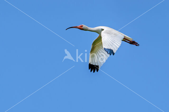 Witte Ibis (Eudocimus albus)