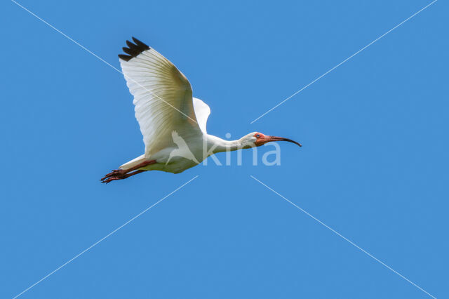 Witte Ibis (Eudocimus albus)