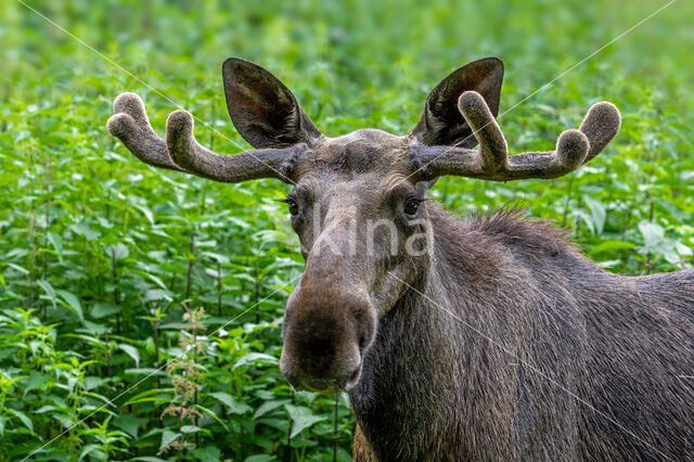 Elk (Alces alces)