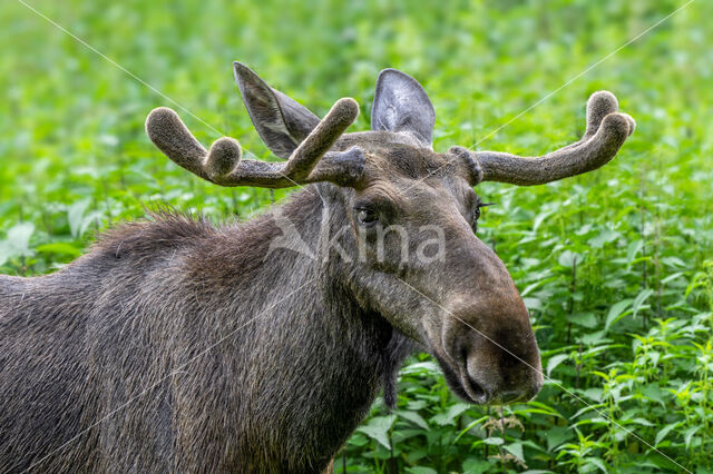 Eland (Alces alces)