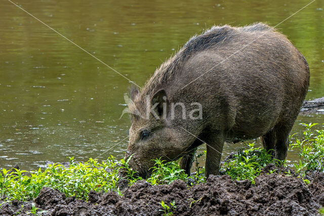 Wild zwijn