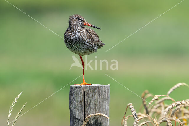 Common Redshank (Tringa totanus)