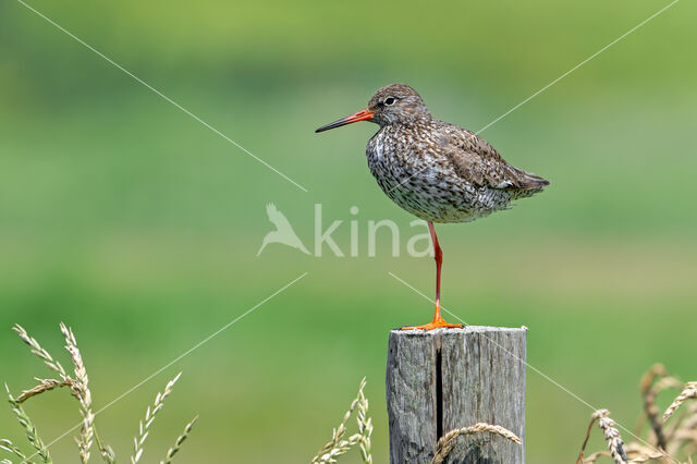 Common Redshank (Tringa totanus)