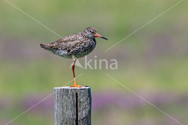 Tureluur (Tringa totanus)