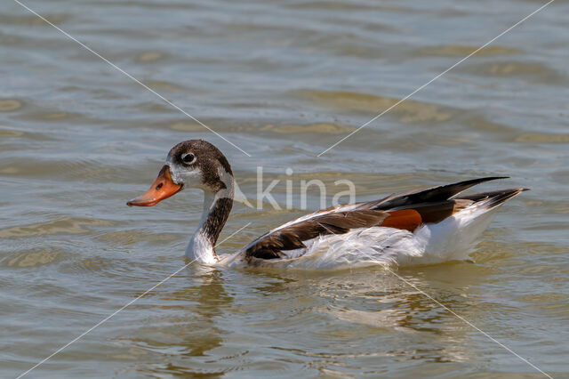 Shelduck (Tadorna tadorna)