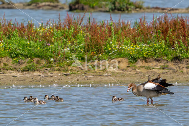 Egyptian Goose (Alopochen aegyptiaca)