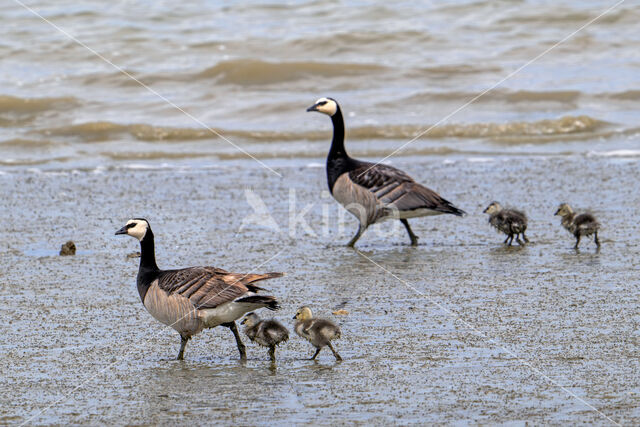 Brandgans (Branta leucopsis)