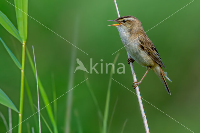 Rietzanger (Acrocephalus schoenobaenus)