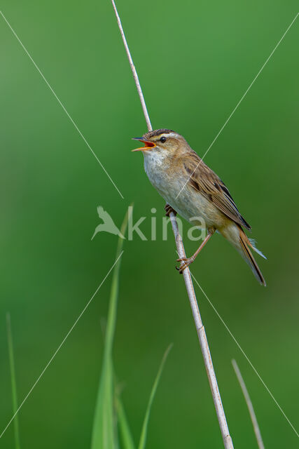 Rietzanger (Acrocephalus schoenobaenus)