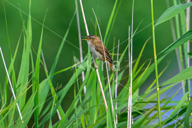 Rietzanger (Acrocephalus schoenobaenus)