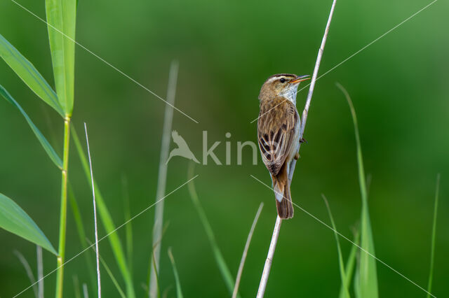 Sedge Warbler (Acrocephalus schoenobaenus)