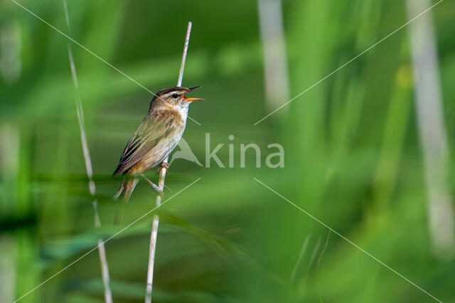 Sedge Warbler (Acrocephalus schoenobaenus)