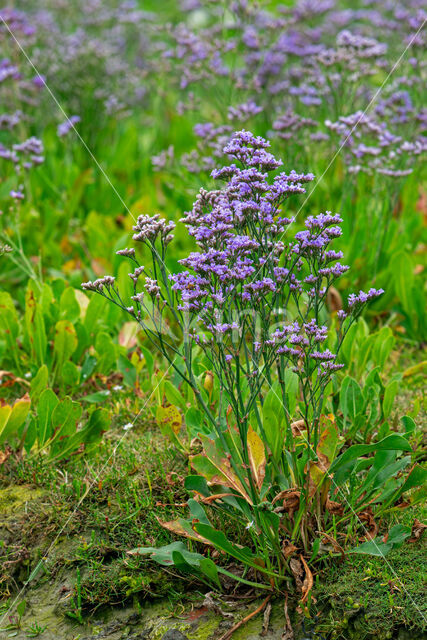 Common Sea Lavender (Limonium vulgare)