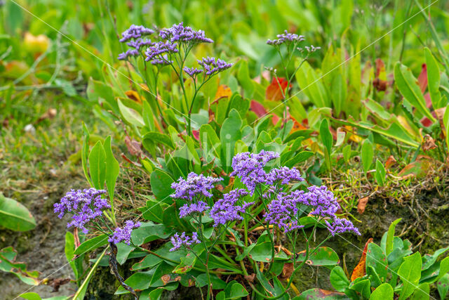 Common Sea Lavender (Limonium vulgare)