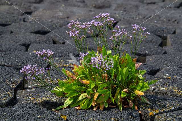 Lamsoor (Limonium vulgare)