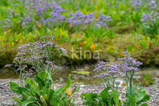 Lamsoor (Limonium vulgare)