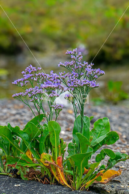 Common Sea Lavender (Limonium vulgare)