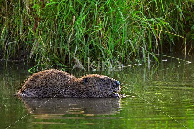 Europese bever (Castor fiber)