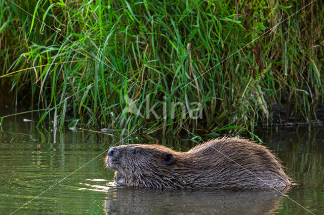 Europese bever (Castor fiber)