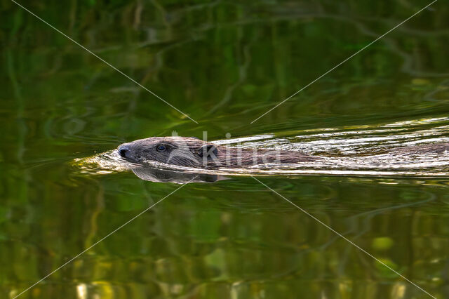 Eurasian beaver (Castor fiber)